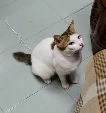 Image result for tbn:XlKqJDikDsTDFM::i132.photobucket.com/albums/q36/queen-elarab/cats/22.jpg