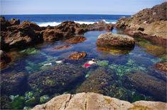 39 Best Tidepools Images Tide Pools Oregon Coast Oregon