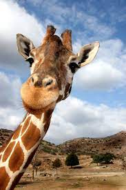 Pics From My Photo Tour Wild Animal Park So Fun Animals Wild Animal Park Animals Beautiful