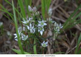 Image result for Swertia erosula
