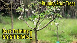In trees over 5 years old, the second phase begins, in which fruiting wood is maintained. Pruning Fruit Trees Best Shapes For Size And Production Youtube
