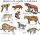 Big cats, facts and information - National Geographic