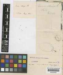 Image result for Wolffiella repanda