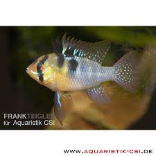 Verwandte anzeigen mit allgemeineren suchen Schmetterlingsbuntbarsch Mikrogeophagus Ramirezi 12 95