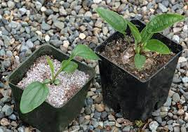 Echinacea Seedlings Google Search Echinacea Seedlings Echinacea Purpurea