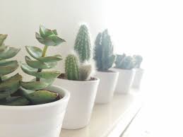 Check spelling or type a new query. Indoor Succulents That Thrive Sunset Magazine