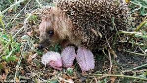 Heartwarming Video Shows Baby Hedgehogs Nursing In Broad Daylight Baby Hedgehog Hedgehog Cute Animals