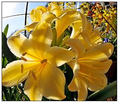 Image result for clivia
