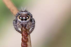 May overwhelm a spider and kill it. Jumping Spider Found To Feed On Insect Eggs