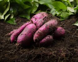 Image result for Ipomoea batatas pots