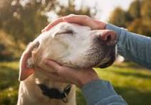 110,100+ Human Animal Bond Stock Photos, Pictures & Royalty ...
