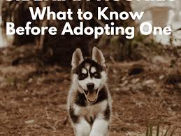 Please note that we adopt to families local to the san francisco bay area, and we do not adopt to families with kids under 6. Five Things To Know Before Adopting A Siberian Husky Pethelpful