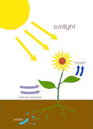 What are plants called that can make their own food? Photosynthesis Natural Science 2
