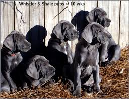 Feeding Great Dane Puppies Greatdanelady Com