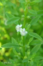 Image result for Scoparia