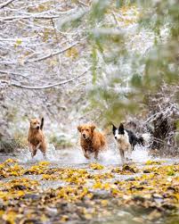 Fast Friends We Met Up With Keepingfinn And Thehendog For The First Time This Week Our Interaction Had Only Been Through Instagram But We Dogs Dog Breeder
