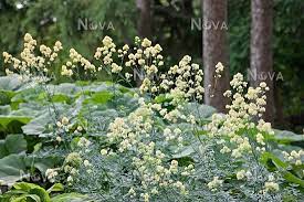 Most species earn their place in the garden with their foliage alone. Thalictrum Flavum Ssp Glaucum Media Database