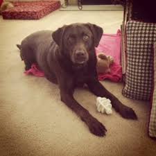 These dog sitters are also asking to know how much to charge for dog sitting. Dog Sitting Pottstown Dog Sitting Gilbertsville Dog Sitting Schwenksville Dog Sitting Royersford