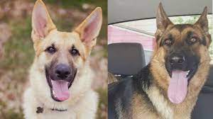 I'm a usda licensed kennel. Missing German Shepherds Raises Concern In Northern Arkansas