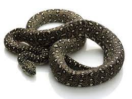 Diamond Python For Sale Pythons For Sale Snakes For Sale Python