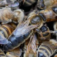 The queen bee is a fascinating insect. Queens Shop Naturally Mated Or Artificially Inseminated Queen Bees