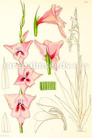 Image result for Gladiolus elliotii
