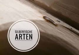 pin auf silberfische bekampfen