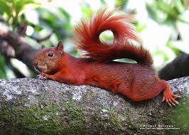Ardilla Squirrel Squirrel Mammals Animals Beautiful