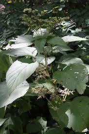 Image result for Laportea alatipes