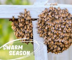 However, not all users are too greedy to get in that trap: Bee Free Bee Removal Posts Facebook