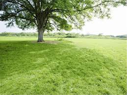 Activate the theme through the 'themes' menu in wordpress 2. Kertas Dinding 3d Kertas Dinding Latar Belakang Rumput Pohon Hijau Foto 3d Kertas Dinding Mural 3d Untuk Ruang Tamu Photo 3d Wallpaper Wallpapers For Living Room3d Wallpaper Aliexpress