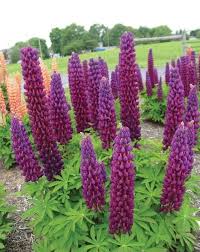 Lupinus Seeds Masterpiece Lupin Perennial 10 Seeds Theseedhouse Lupine Flowers White Flower Farm Flowers Perennials
