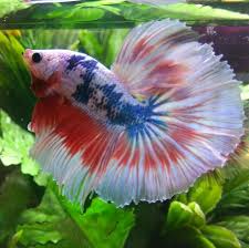 Pin By Joaquin On Architecture Betta Fish Types Betta Fish Betta