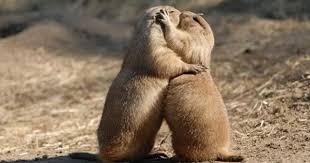 Ground Hog S Day See Shadow Animals Kissing Romantic Animals Dog Kisses