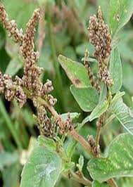 Image result for Amaranthus praetermissus
