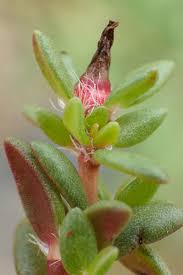 Image result for Portulaca centrali-africana