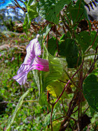 Image result for Ipomoea involucrata