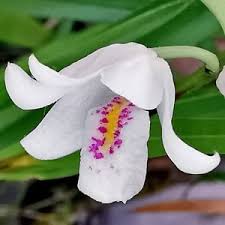 Image result for Polystachya adansoniae