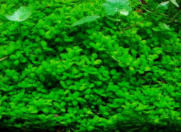 Ada juga tanaman yang khusus hidup di air. 12 Jenis Tanaman Karpet Aquascape Yang Mudah Untuk Pemula Hobinatang
