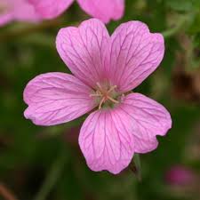 Maybe you would like to learn more about one of these? Buy Cranesbill Geranium Oxonianum Wargrave Pink 7 99 Delivery By Crocus