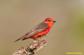 Birds Of Southeast Texas I Love The Variety Of Colorful Birds In South Texas Especially During The Migration Vermillion Flycatchers Country Critters Wild Photography Nature Animals