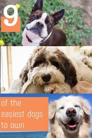 9 Of The Easiest Dogs To Add To Your Family Dogs Cute Animals Pets