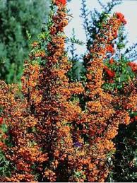 Image result for Pyracantha coccinea golden charmer