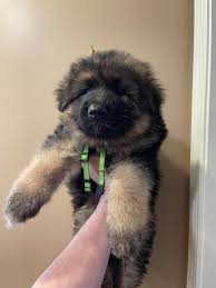 Looking for a german shepherd puppy for sale in ohio? Cleveland German Shepherds Home Facebook