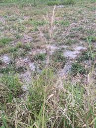 Image result for Sporobolus agrostoides