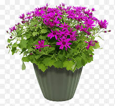 Maybe you would like to learn more about one of these? Container Garden Png Images Pngegg