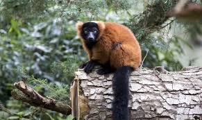 Aller à beauval et dormir en gîtes de france. Questions Frequentes F A Q Zooparc De Beauval