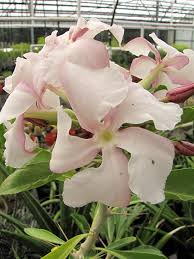 Image result for Pachypodium saundersii