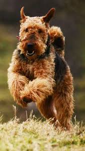 Airedale Terrier Dog Breed Information Images Videos Faqs Need help to choose your next best friend ? airedale terrier dog breed