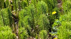 Pflanzenschutz schachtelhalm gartentipps lehmboden traumgarten garten ideen pflanzen unkraut garten. Schachtelhalm Unkraut Wie Werde Ich Es Los